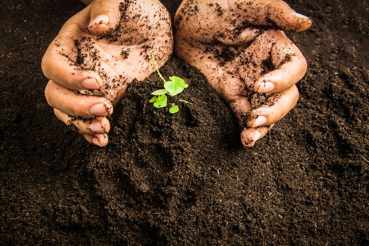 Abonos verdes cultivar para nutrir, no para cosechar