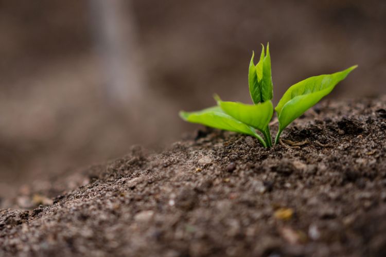 agricultura quimica Beneficios concretos de los fertilizantes