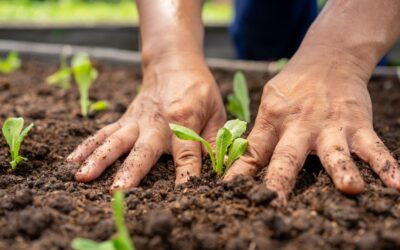Por qué elegir fertilizantes orgánicos para tus cultivos