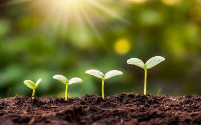 ¿Cómo mejorar la salud del suelo de forma natural?